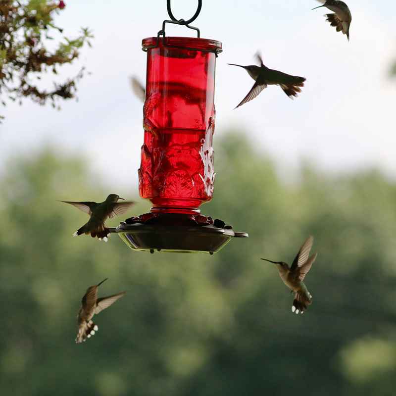 Ruby Embossed Glass Hummingbird Feeder