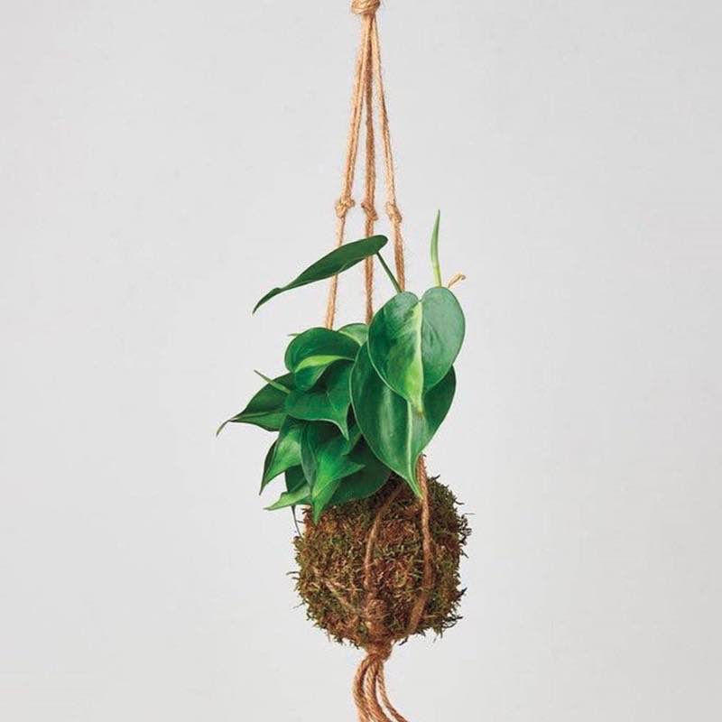 Kokedama Moss Ball Hanging Plant - Philodendron 'Brasil'