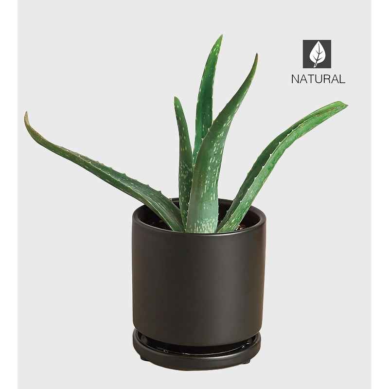 Potted Aloe Vera Plant