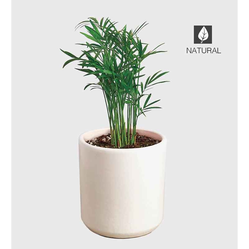 Potted Parlor Palm Plant