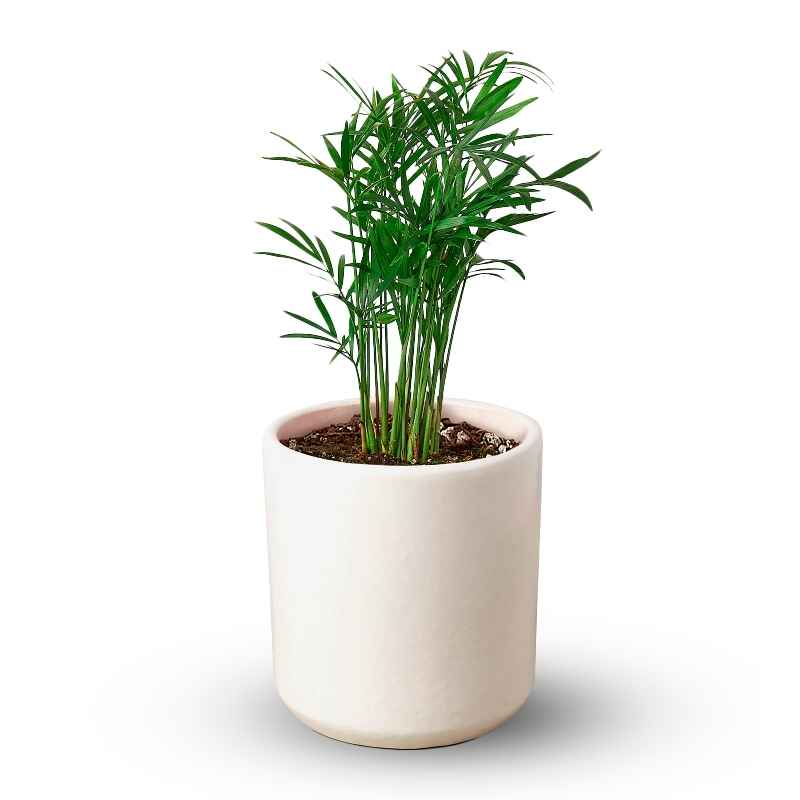 Potted Parlor Palm Plant