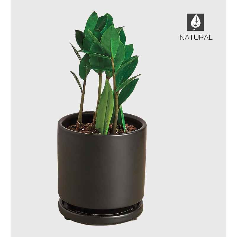 Potted ZZ Plant