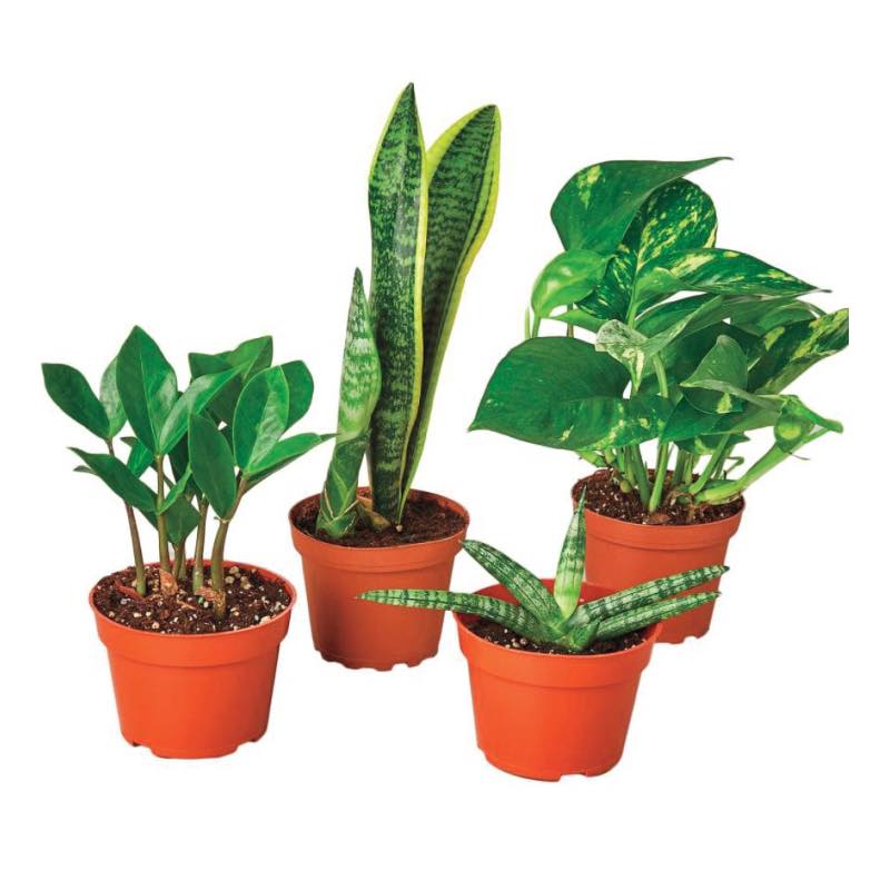 Easy-Care Potted Plant Variety, Set of 4