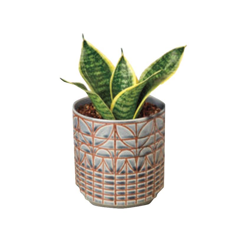 Laurentii Dwarf Live Snake Plant, 4