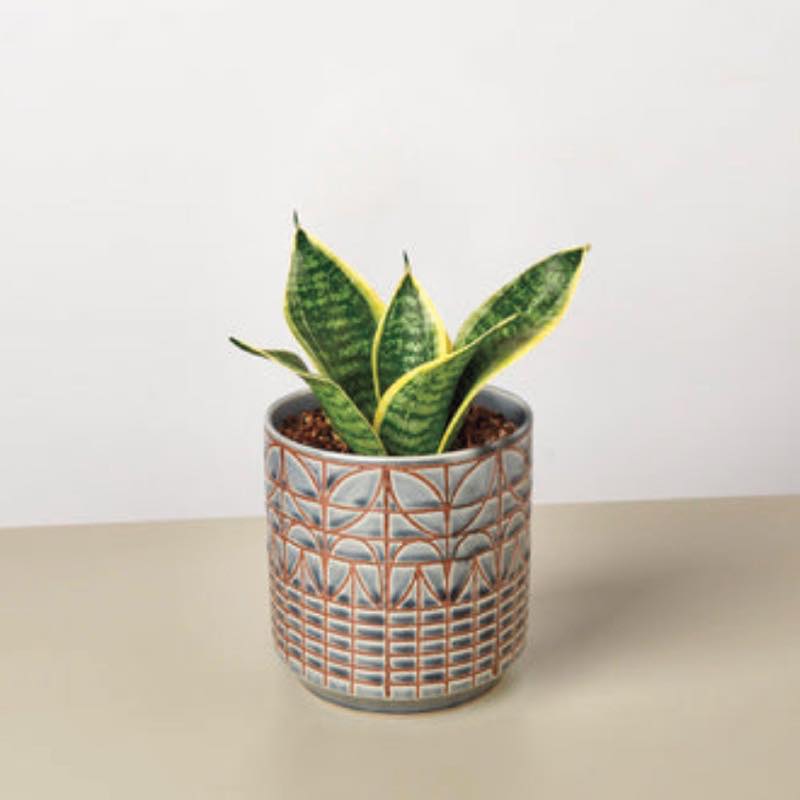 Laurentii Dwarf Live Snake Plant, 4