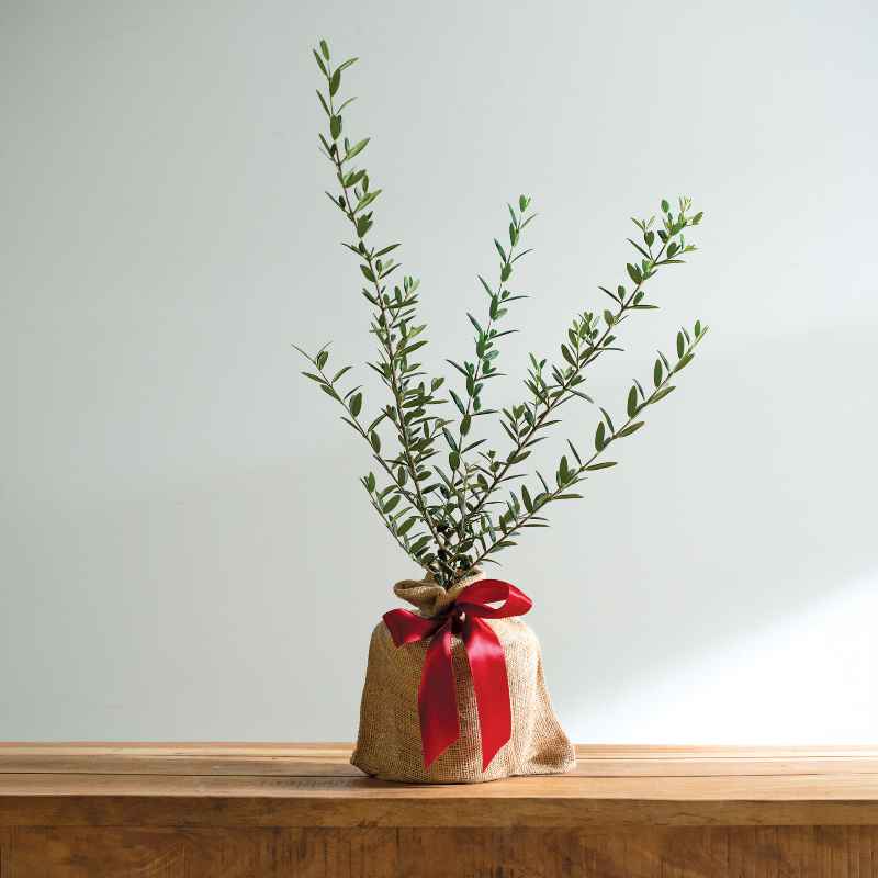 Arbequina Olive Tree in Burlap