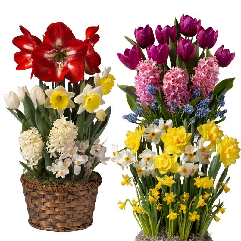 2026 Three Months of Flowers Bulb Garden