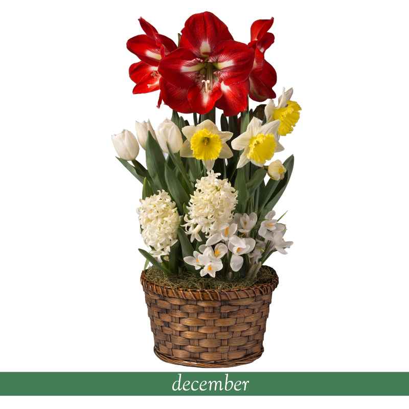 Six Months of Flowers Bulb Garden Gift