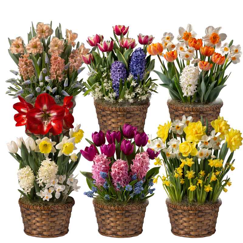 Six Months of Flowers Bulb Garden Gift