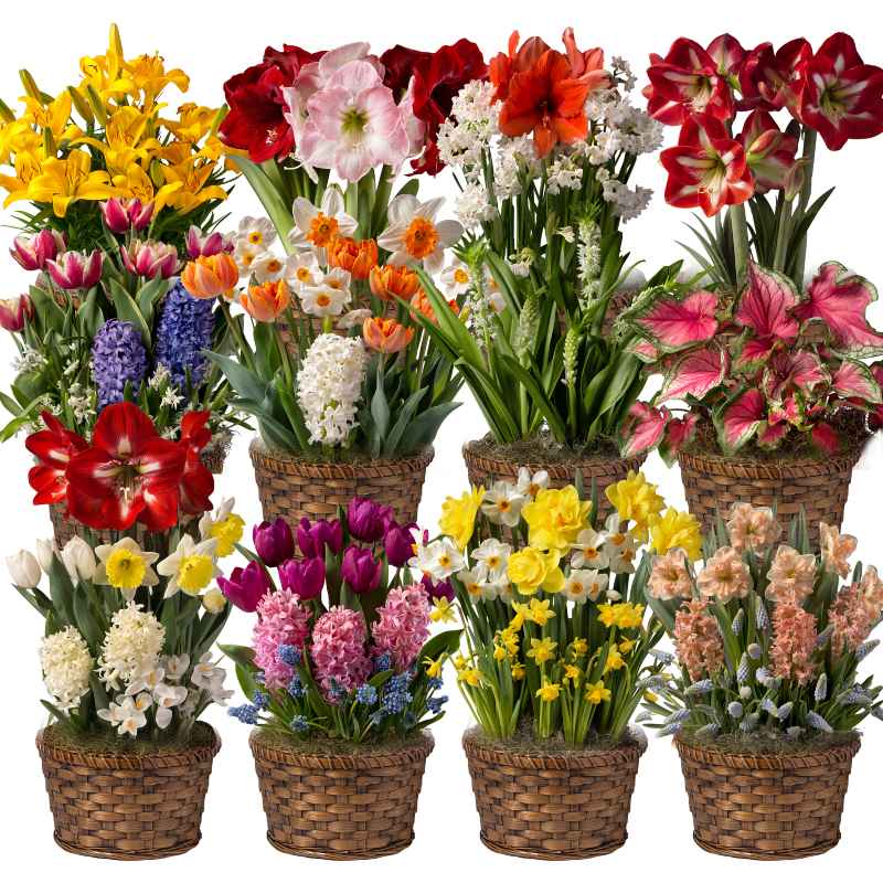 2026 Twelve Months of Flowers Bulb Garden Gift