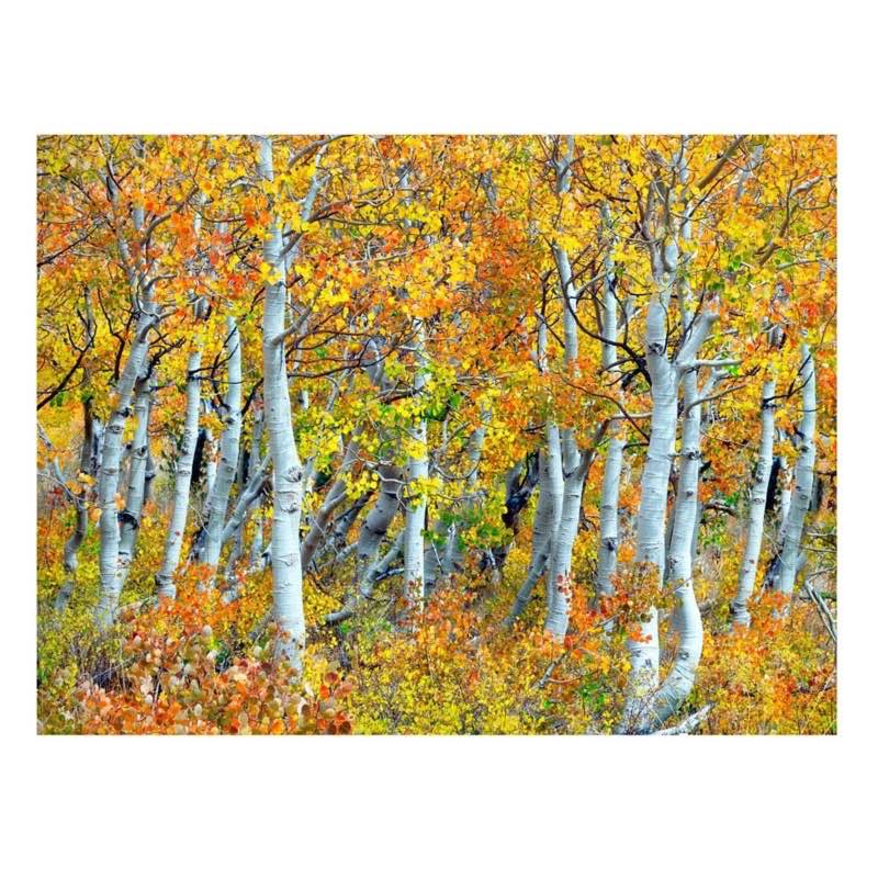 Fall Aspen Trees on Canvas Indoor/Outdoor Wall Art