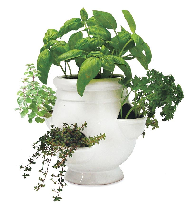 Grow Own Herbs with White Pot | Wind and Weather