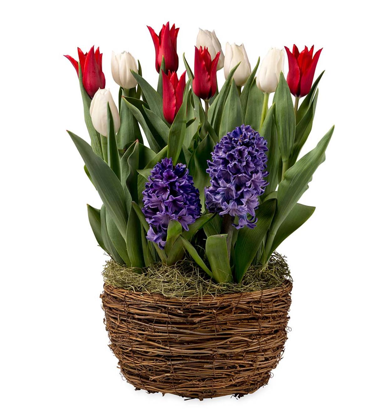 Tulip and Hyacinth Bulb Garden | Wind and Weather